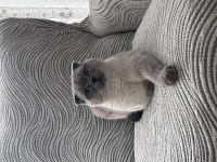 Scottish fold kedim oscar