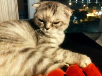 Bir yaşında eğitimli scottish fold