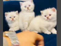 SAFKAN MAVİ GÖZ BRİTİSH YAVRULARIMIZ