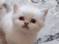 Oyuncu Yavru Kedim