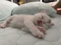 Kar beyazı british shorthair