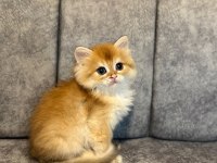 Show Kalite Golden NY12 Erkek British Longhair