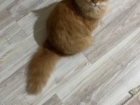 Ragdoll kızımızı ve oğlumuzun sahiplendirmek istiyorum