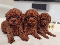 Efsane Güzellik Toy Poodle Yavruları 