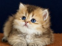 British shorthair ve longhair golden yavrular