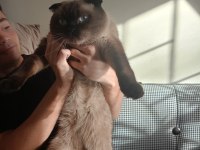 Sevimli british shorthair kedimiz
