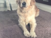 4 yaşında köpeğimiz adı ayran, sahiplendirmek istiyoruz