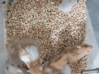 Uygun fiyatlı suriye hamster