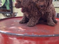 0 VE 1 NUMARA TOY POODLE BEBEKLER