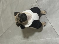 Aşıları tam olan pug yavrumuz