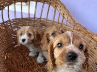Orjinal cavapoo yavrular