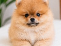 Pomeranian Yavrumuz İçin Açıklamayı Okuyun Lütfen
