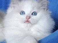 Muhteşem ragdoll kedisi