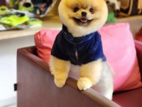 Show Kalite 1 Yaş Pomeranian BOO En İyisi