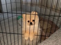 A KALİTE POMERANİAN KÖPEKLERİMİZ
