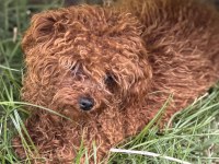 Bir dişi bir erkek toy poodle