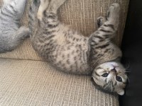 Scottish fold dişi kedimiz yeni yuvasını arıyor