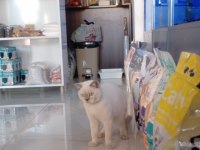 British shorthair kedisi