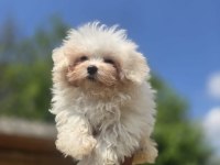 Sağlık ve Irk Garantili Maltese Terrier Yavrular