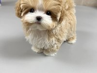 ÜST KALİTE MALTİPOO BEBEKLERİMİZ