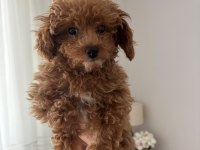 Dişi Toy Poodle
