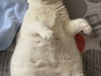 UFAK CİNS KÖPEKLE DEĞERİNDE TAKAS KEDİMİZ