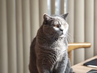 28.03.2025 doğumlu british shorthair yavrularımız