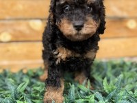 Özel Renk Phantom Toy Poodle Yavrusu