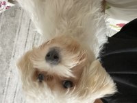 5 aylık dişi maltipoo