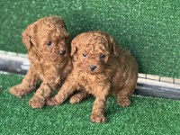 Wc Eğitimli Toy Poodle Yavruları