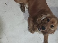 American cocker şehir değişikliğinden dolayı