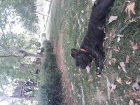 Köpeğim Pablo için dişi arıyorum