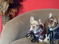 Mükemmel anatomi ve renkler french bulldog