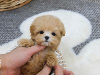 FİNCAN BOY MALTİPOO BEBEKLERİM KAPIDA ÖDEMELİ