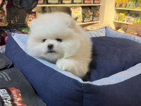 BİBLO GÜZELLİĞİNDE SHOW KALİTE POMERANİAN BOO