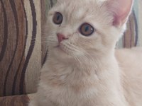 Scottish Straight uysal kedi