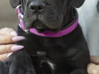 Cane Corso Köpeği
