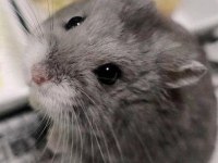 HAMSTER GONZALES YAVRULARIMIZ HERYERE GÖNDERİM VAR