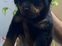 Macar koca kafa rotweiller yavrular
