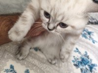 2 Aylık British Shorthair