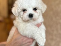 Kore Orjinal 0 Numara Maltese Bebekler