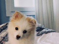 8 Aylık Dişi Pomeranian