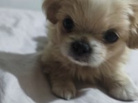 Çok tatlı pekinez yavru köpeğimiz
