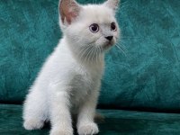 British shorthair
