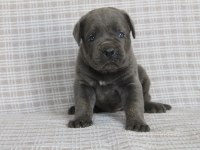 PREMİUM CANE CORSO YAVRULARI