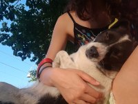 Melez köpek