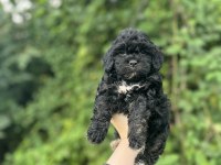 Erkek dişi mevcut maltipoo güzellikler