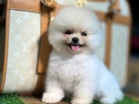 SHOW KALİTE POMERANİAN BEBEKLER