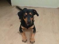 Rottweiler kırma ücretsiz