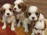 Anne Baba Cavalier King Charles Safkan Yavrularımız